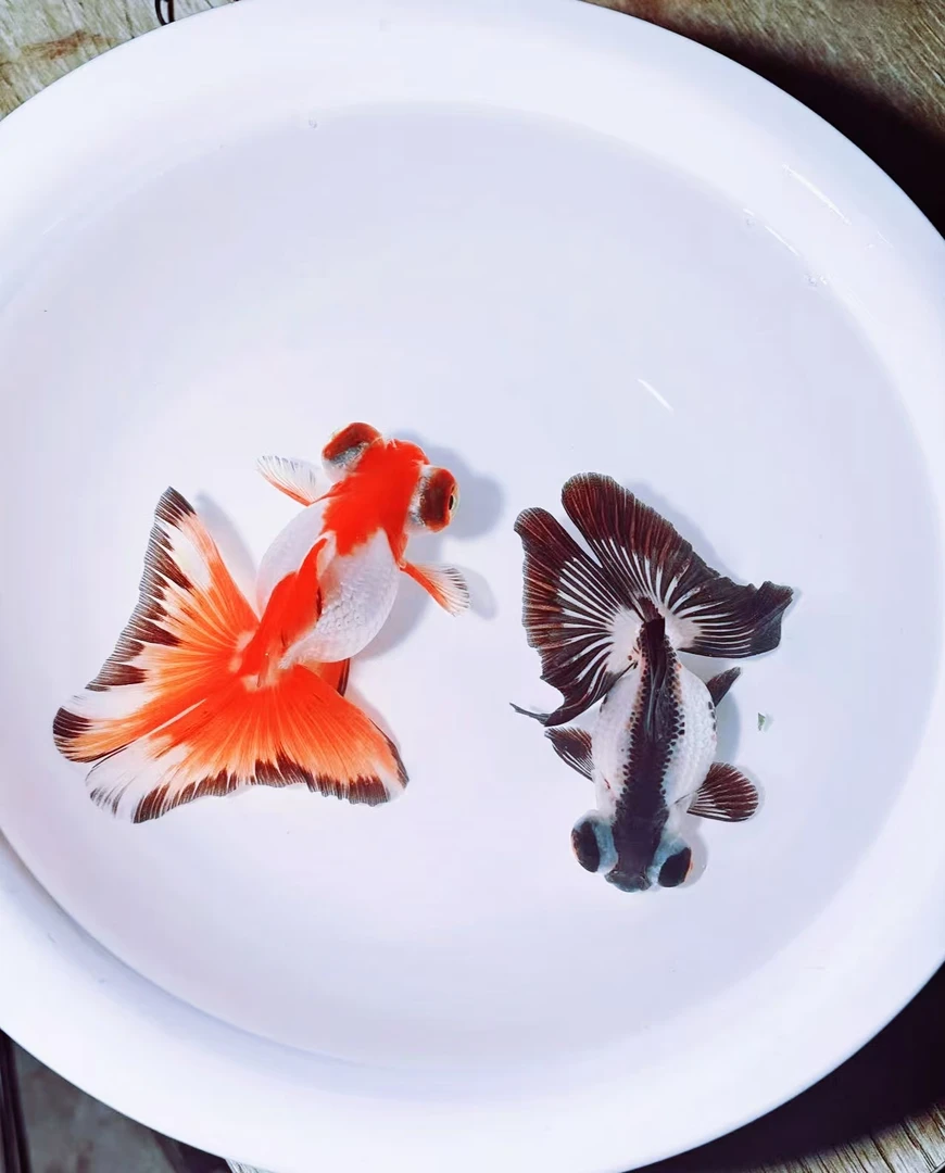 直播选鱼龙睛蝶尾活体金鱼冷水观赏鱼