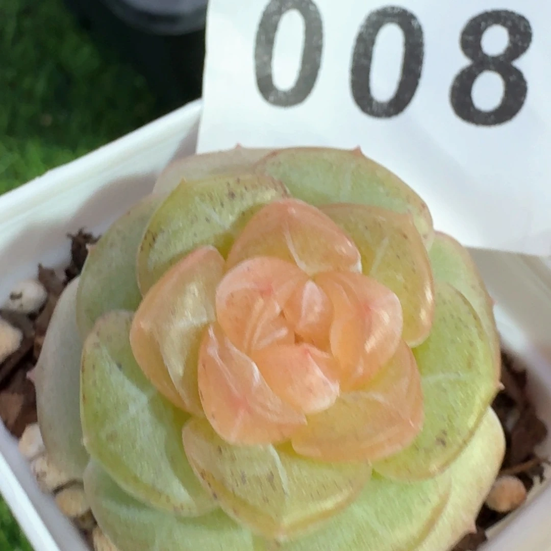 微醺            多肉植物