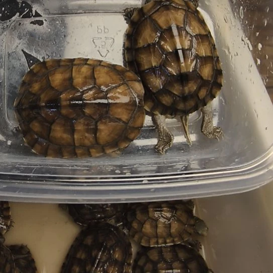 母绿毛龟做****）小青两个