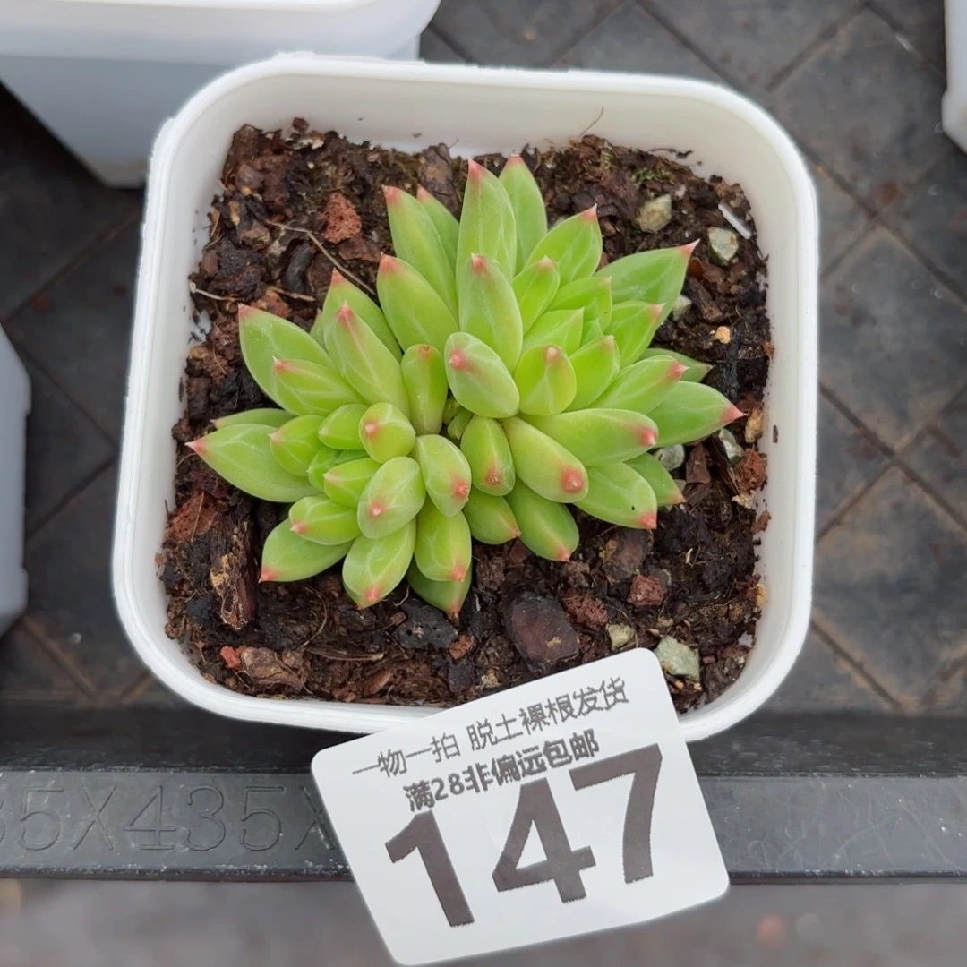 甲骨文老桩无盆土发货