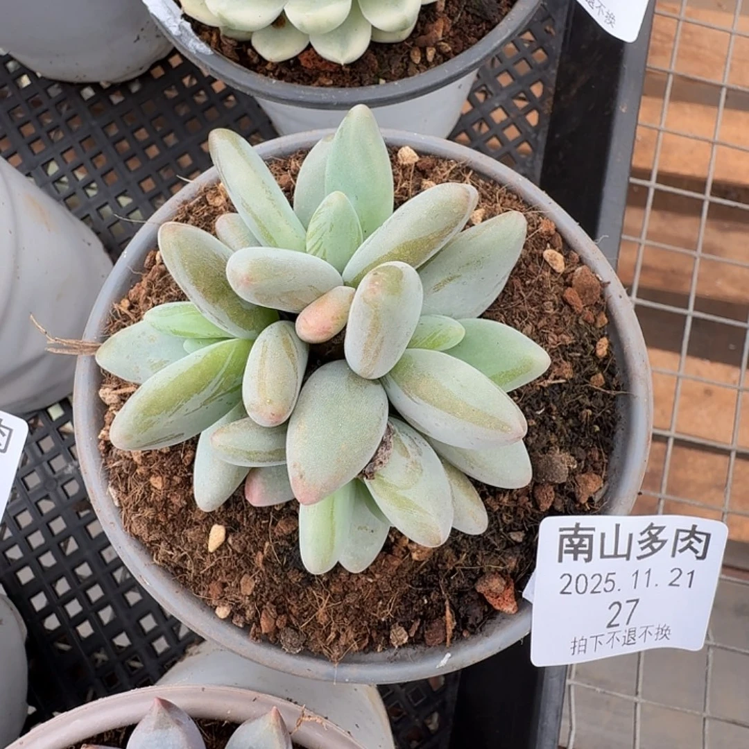 企鹅群1111111121-27