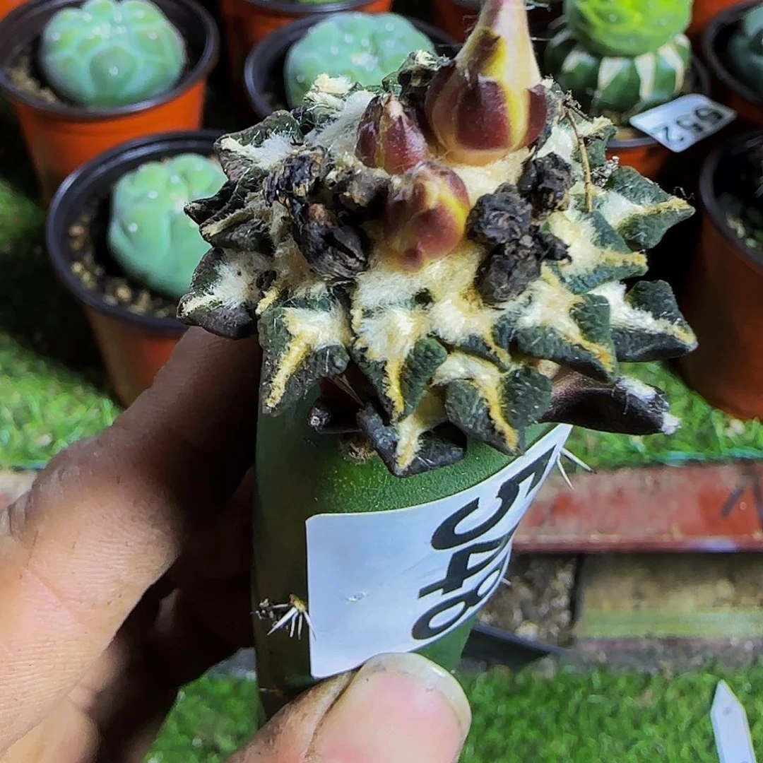 一**喵黑牡丹548仙人球开花