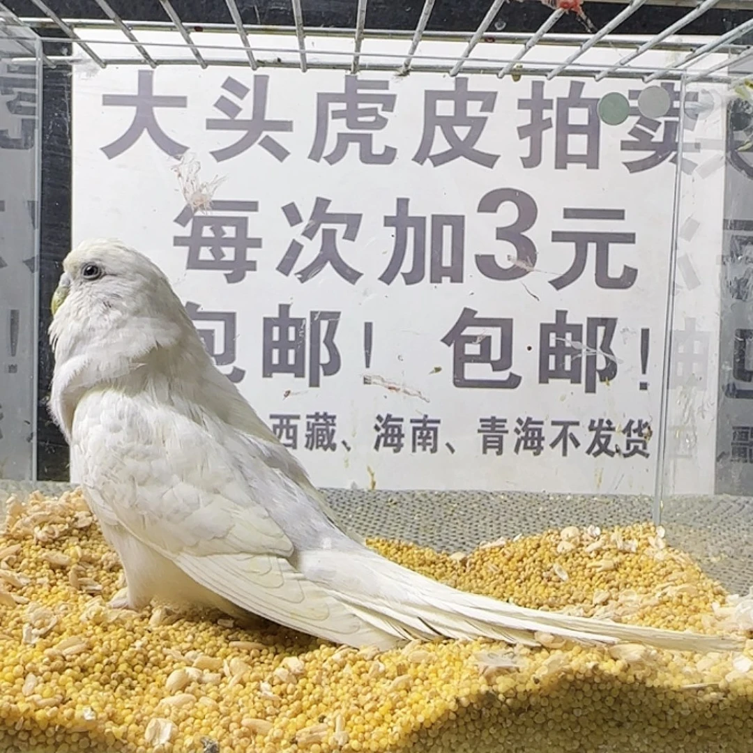 虎皮鹦鹉大头鹦鹉