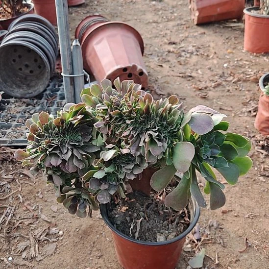 玫瑰缀加急法师了3