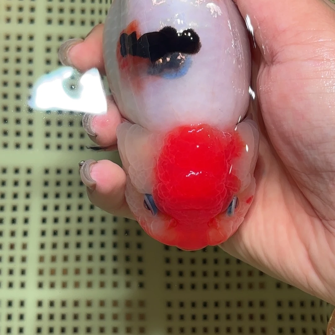 绵***.金鱼不拍包装运费到付，拍包装包邮
