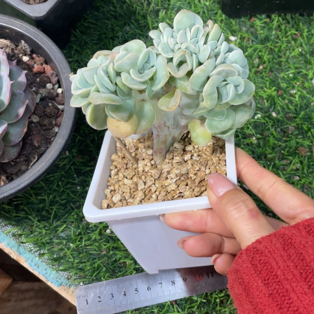 可爱玫瑰缀冠幅11 公分一物一拍