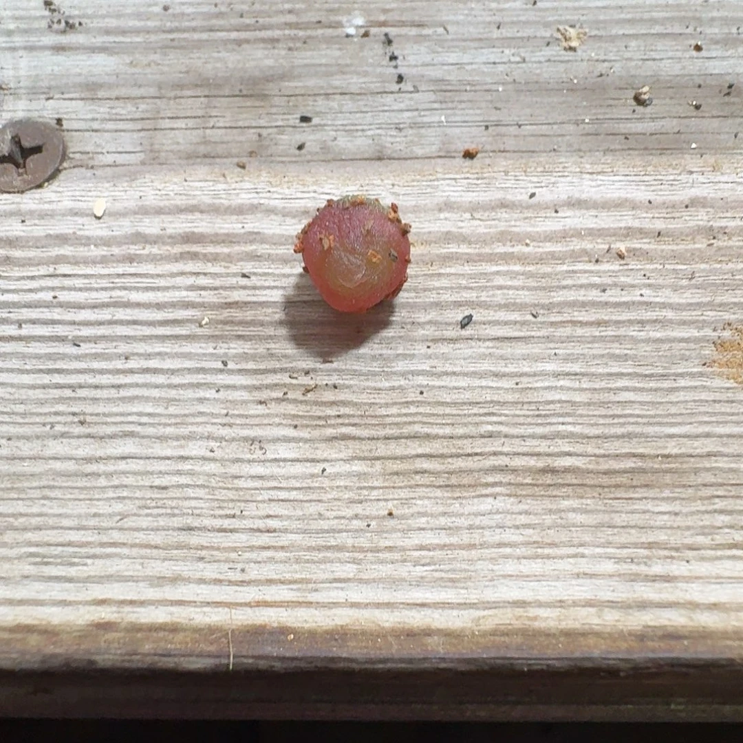 要***呀多肉植物福利哈默灯泡990