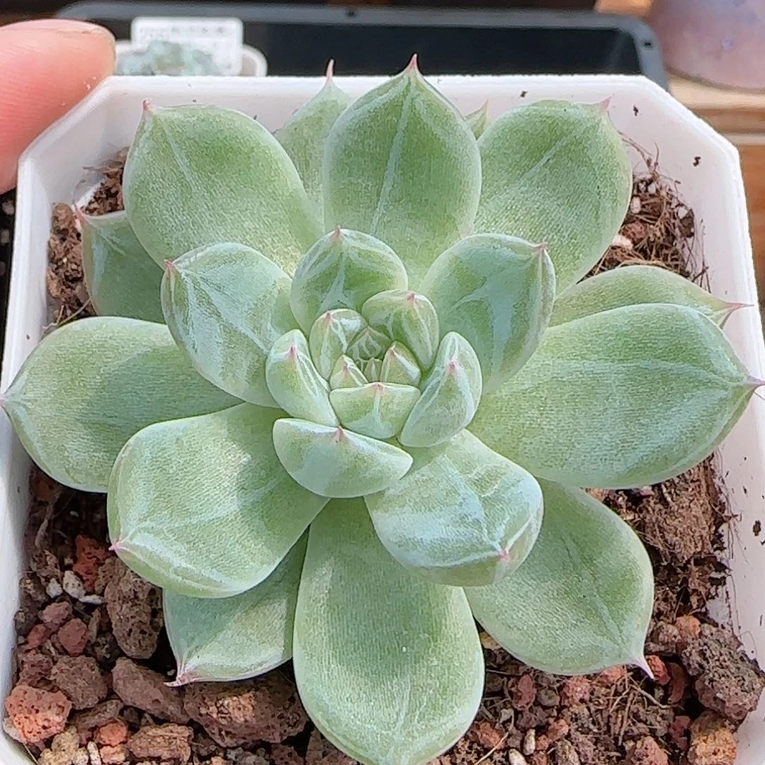 多肉0928--256雪花珍妮