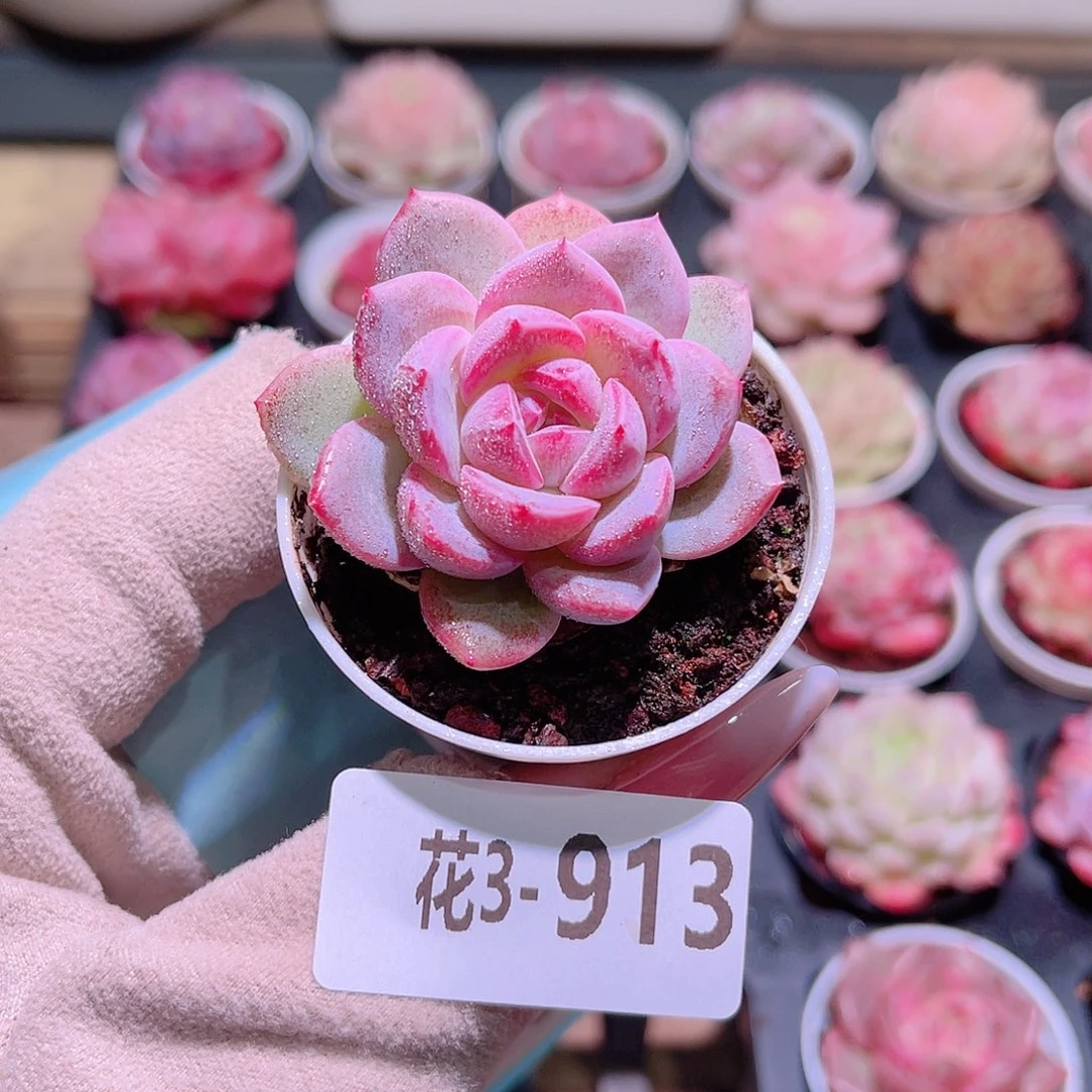 花利美3-913新品