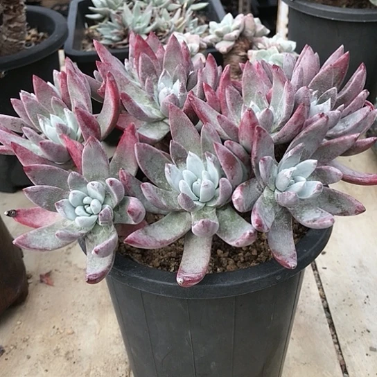 韩货法瑞诺莎仙女棒杯