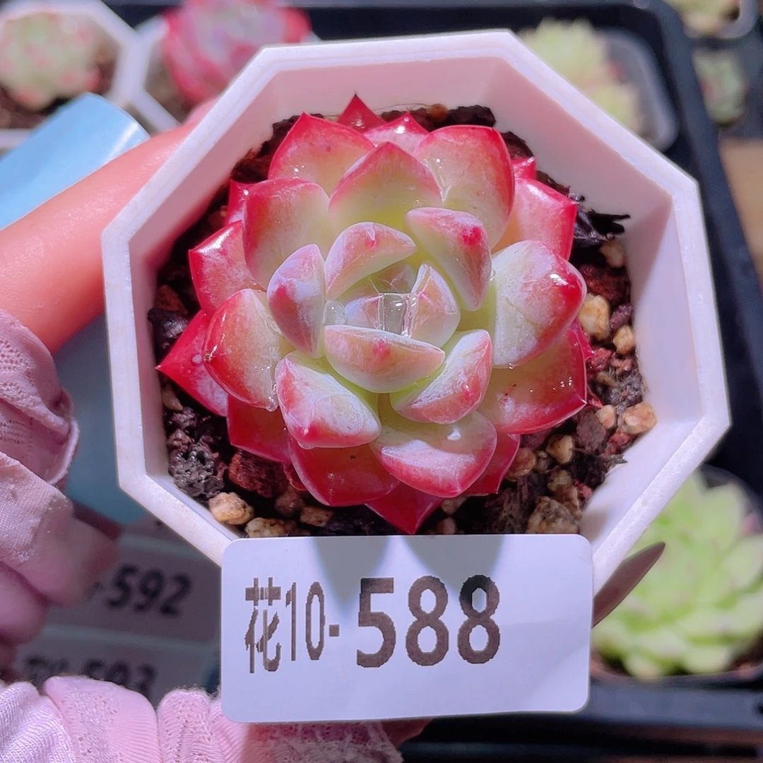 花利美10-588精选糖心