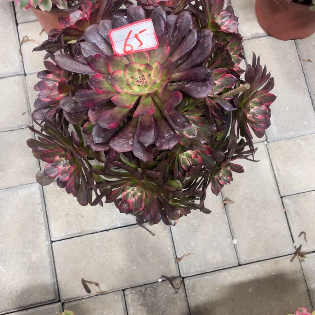 65号岩花法师多肉植物