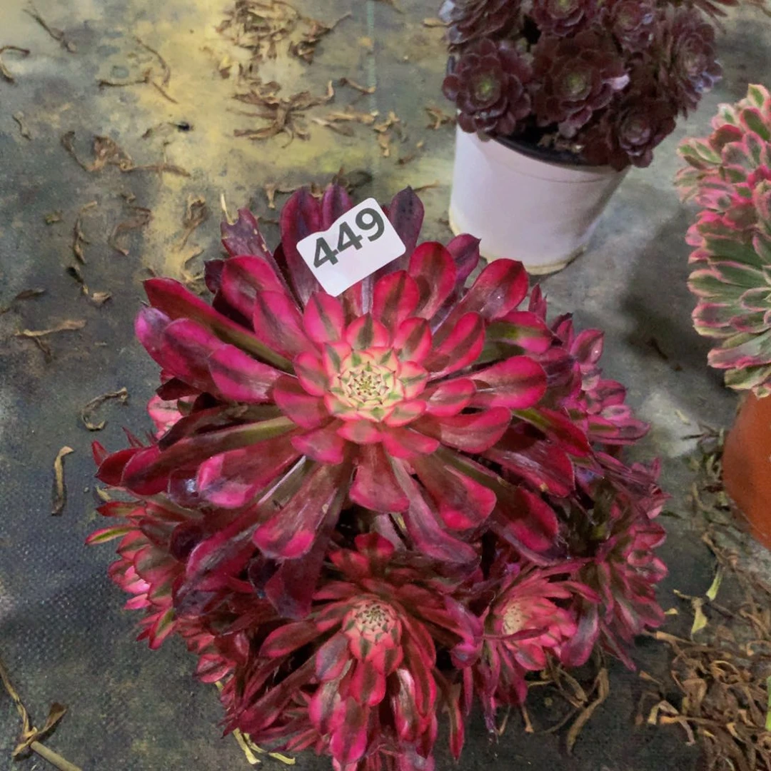 【闪购商品】丑*鸭铜壶超白编号449