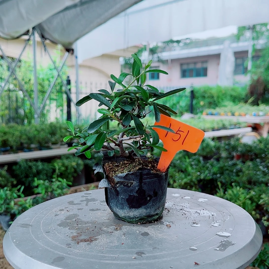 。***。无花朵火棘吉祥果素材桩