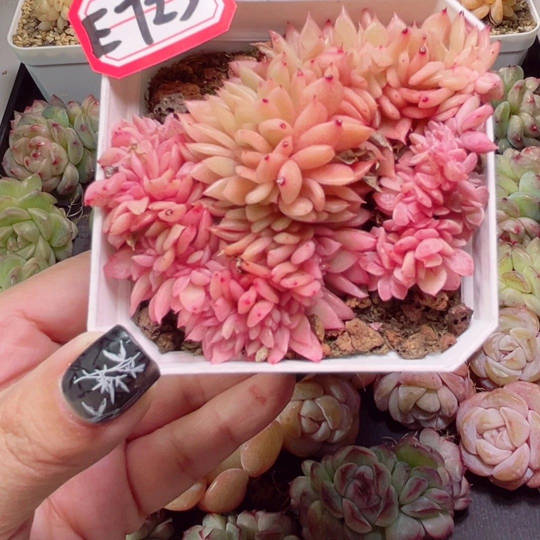 透*子E723一物一拍 爱丽丝锦缀