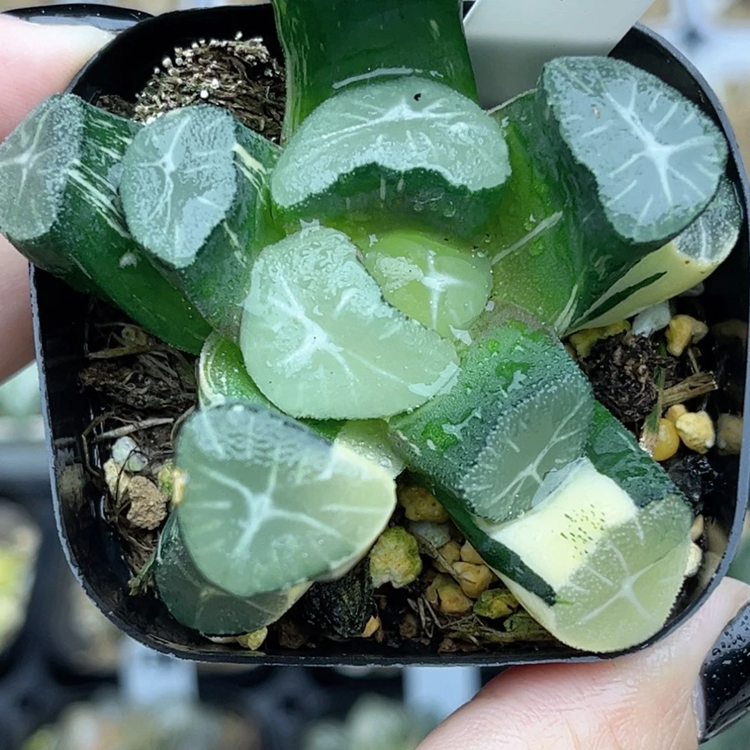 88玉龙万象锦福利专场