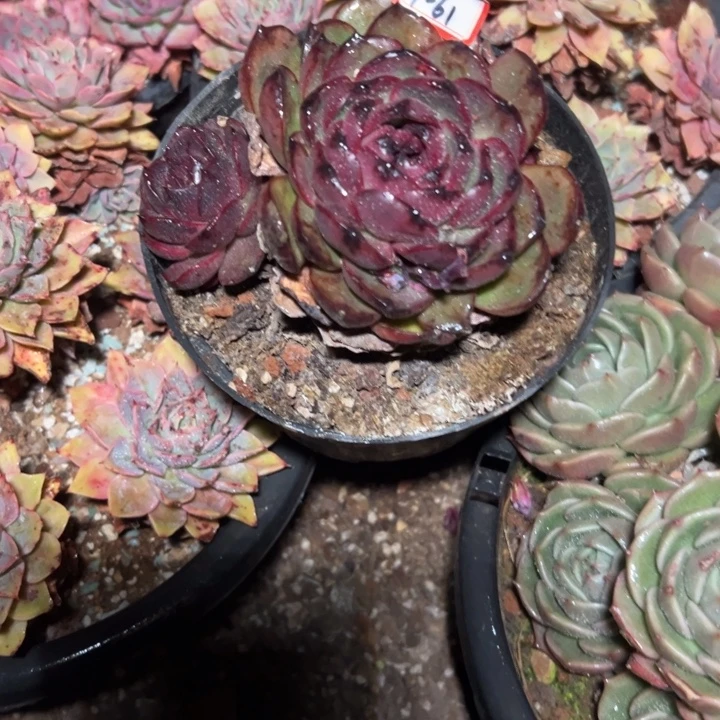 露***露精品多肉植物老桩