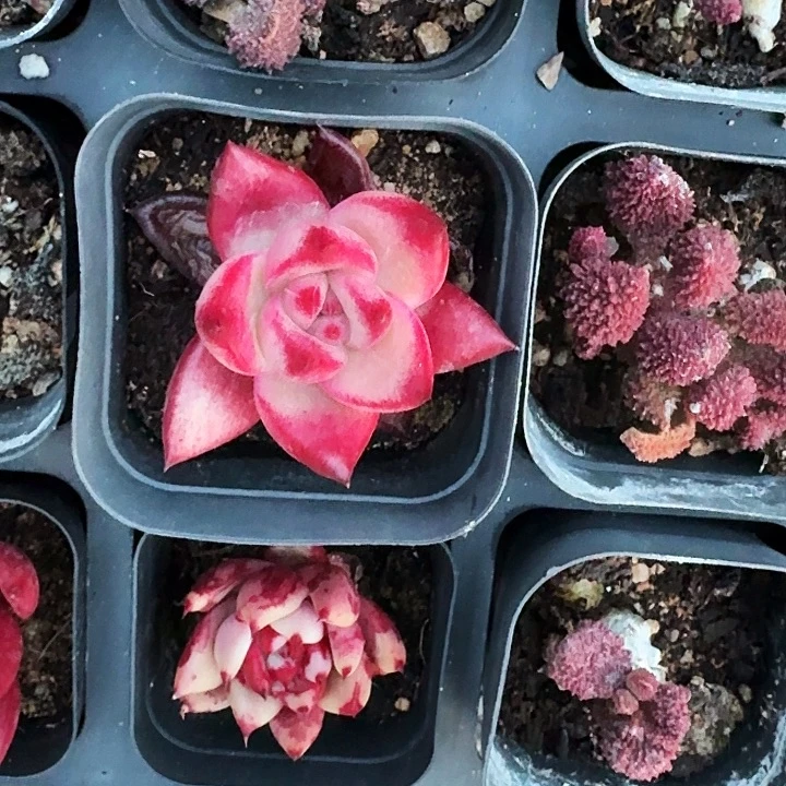 又*天多肉植物满20包邮