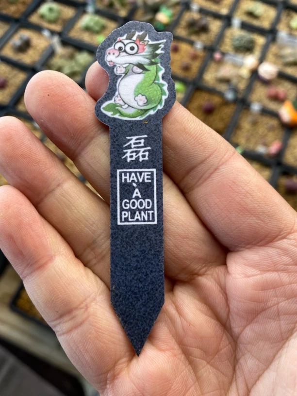 多肉c10自播一年4棵一组  主图为母本株