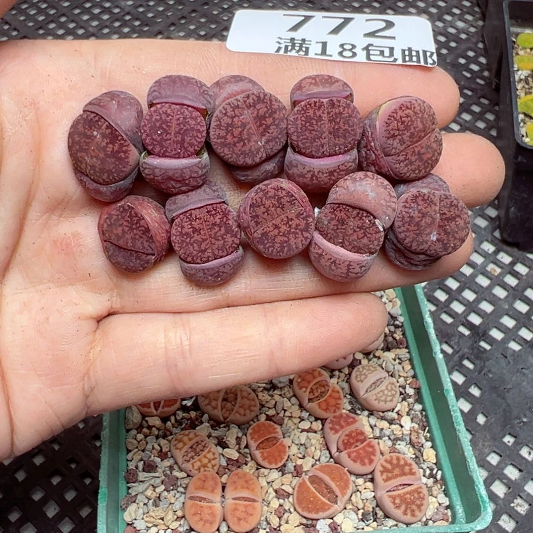 【闪购商品】772……