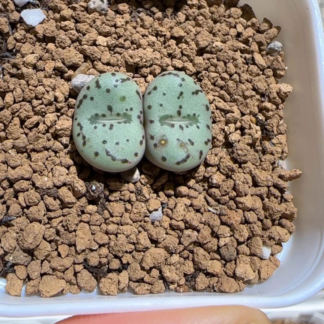肉锥多肉植物组合-荷叶安贞1126