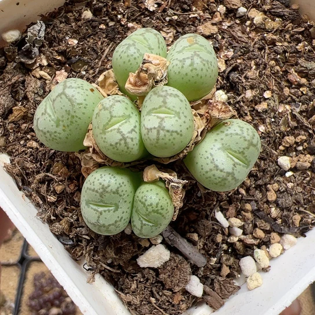 【闪购商品】224 开播福利