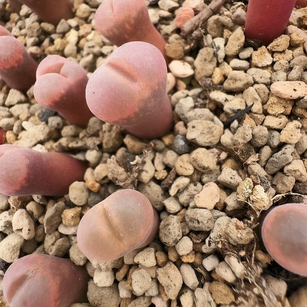 多肉植物福利肉锥