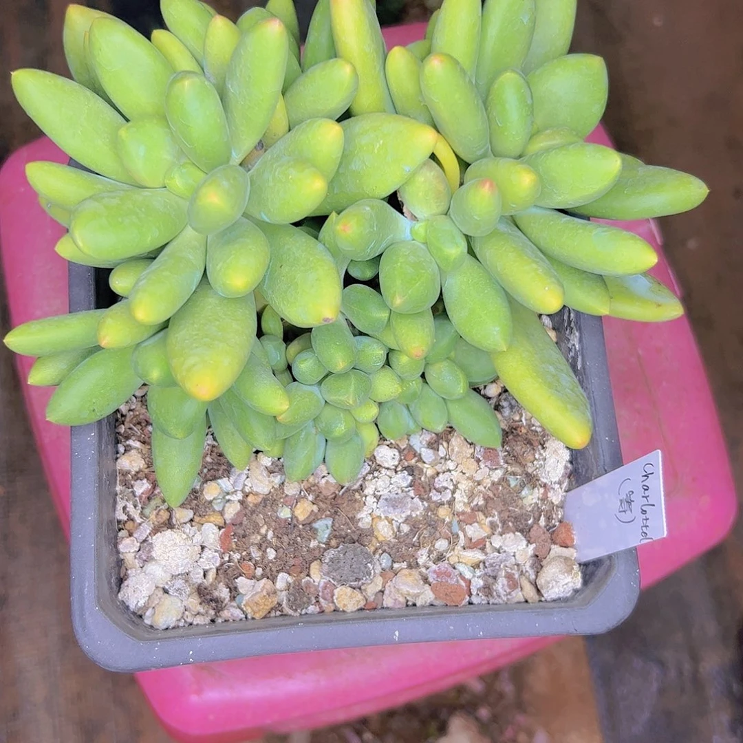 C***l芒果美人自然群111111