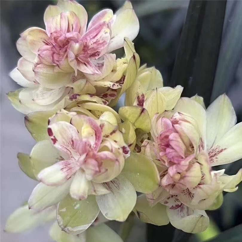 建兰红草奇蝶不带花