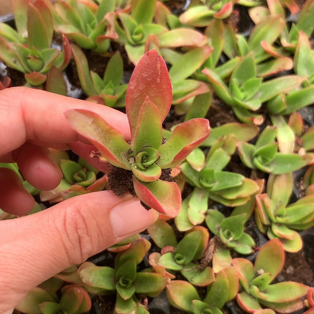 火祭穴苗六颗一组