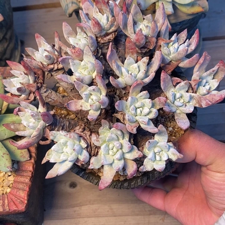 4176哈哈哈哈哈哈哈哈