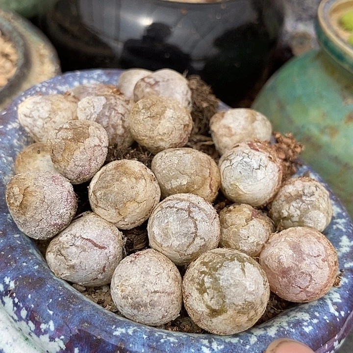 2549灯泡一颗