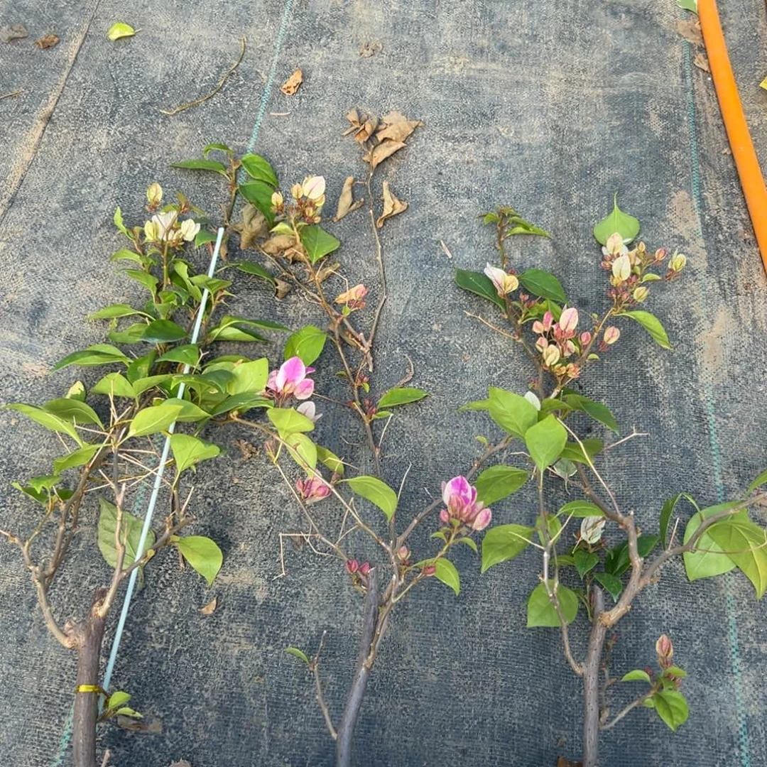 无花朵【章红樱一棵】随机发货福利款不售后