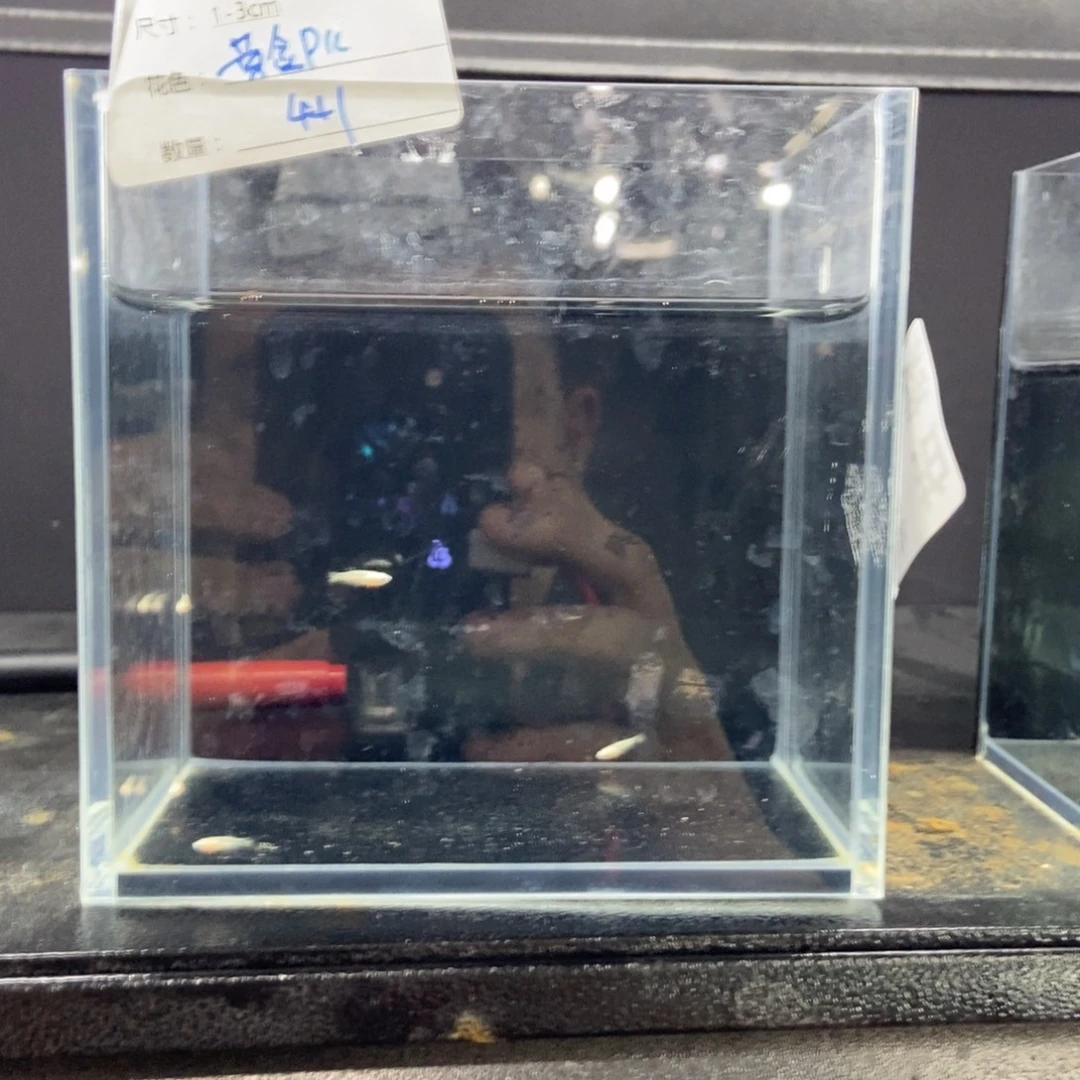 斗鱼包活不包损所见即所得121