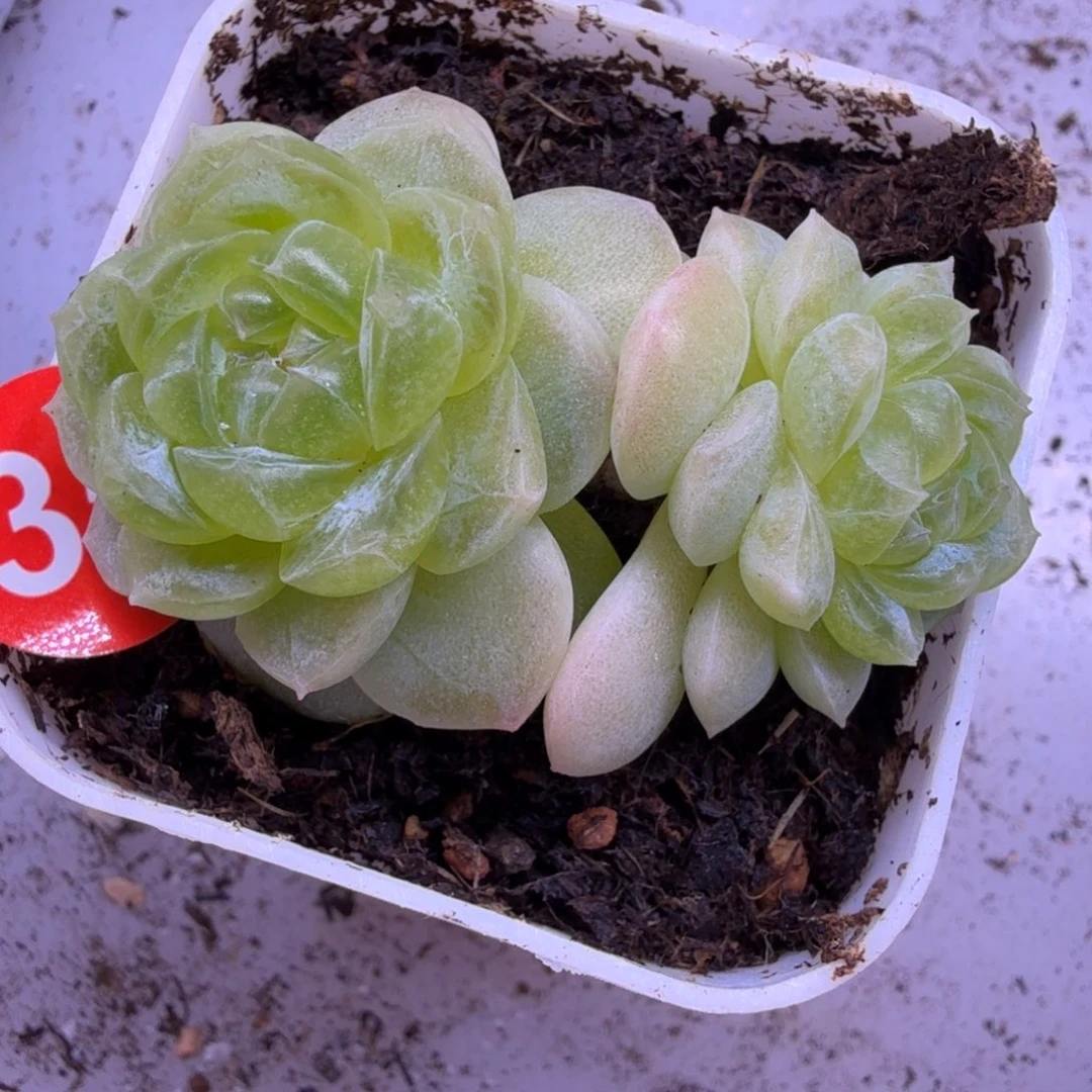 35号双头白冰一物一拍