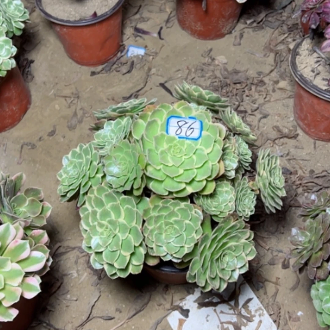 【闪购商品】粉花妖86