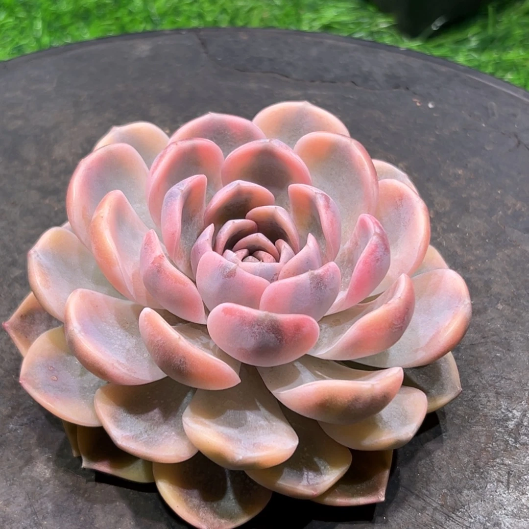 汉堡锦，一物一拍。