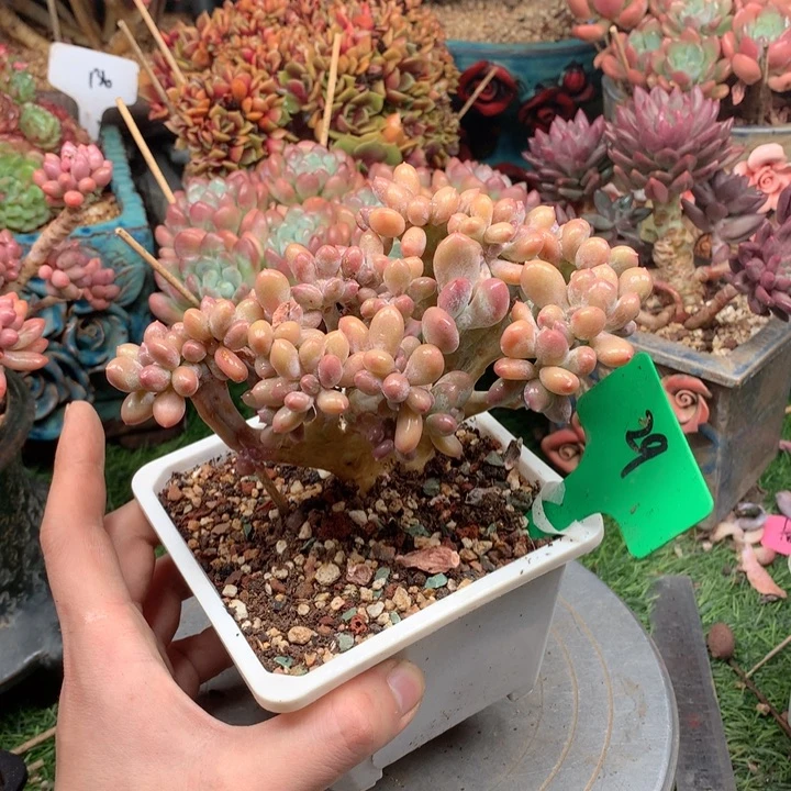 ****哥多肉植物一物一拍29