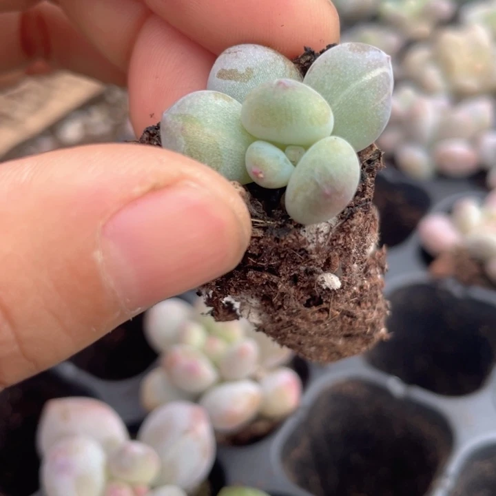 一我一拍满18包邮
