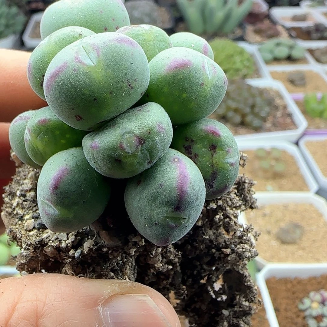 平**淡脱土发货28包邮送25834