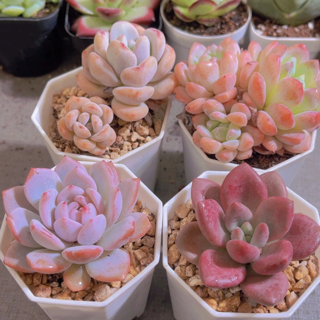 幻梦，星星橙，星星雪，桃花源