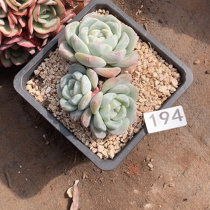 194冰玉一物一拍多肉