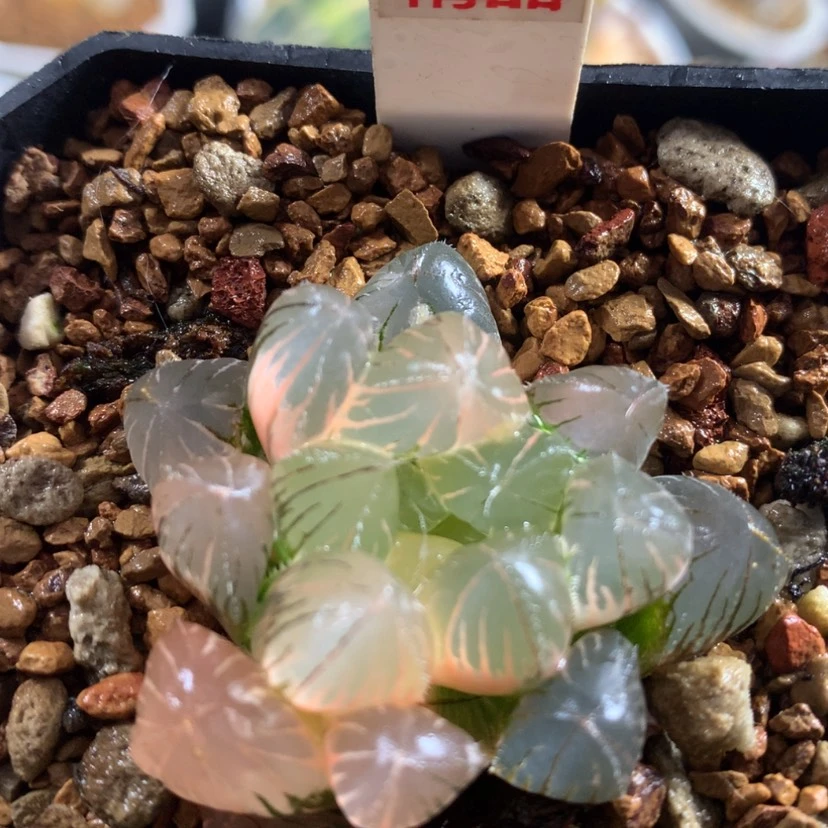 【闪购商品】82紫镜