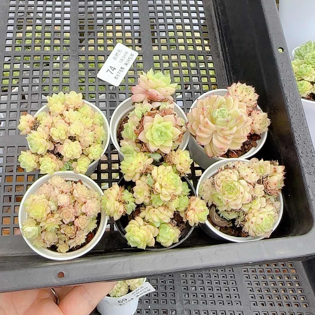 【闪购商品】0724-74福利（不包整）