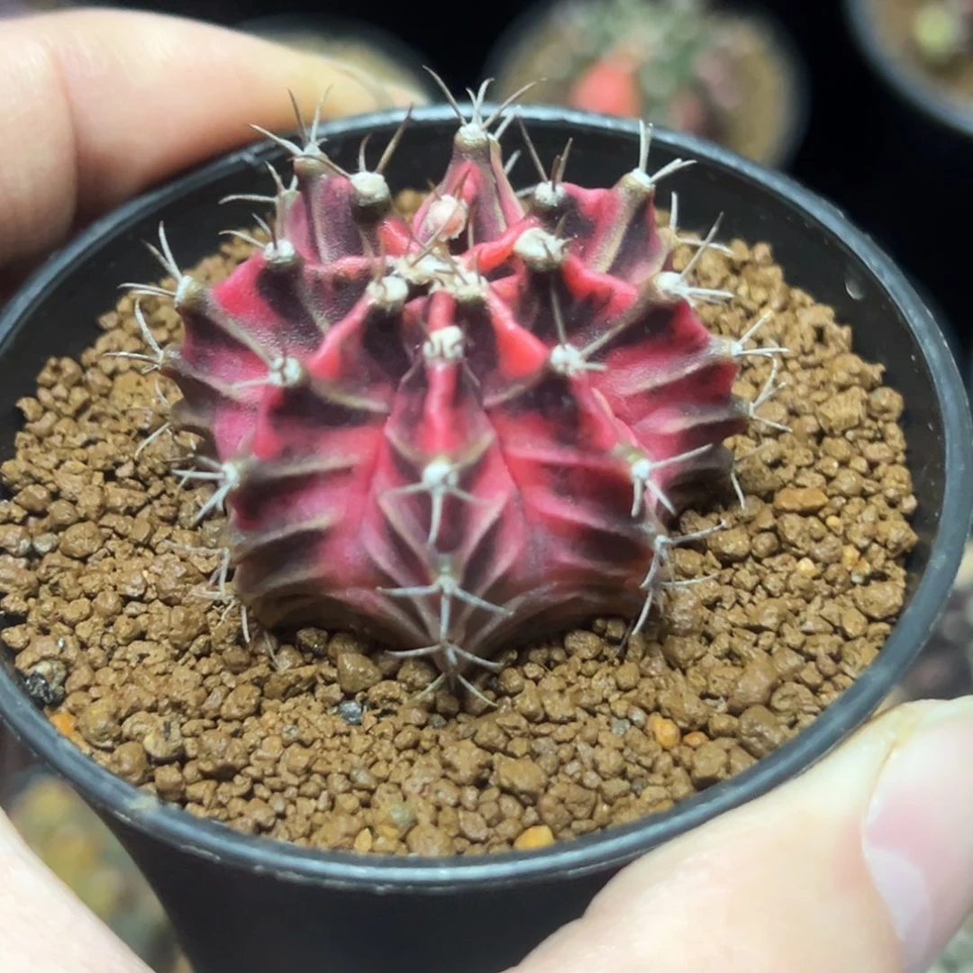 彩虹梦后代实生带盆土发货3