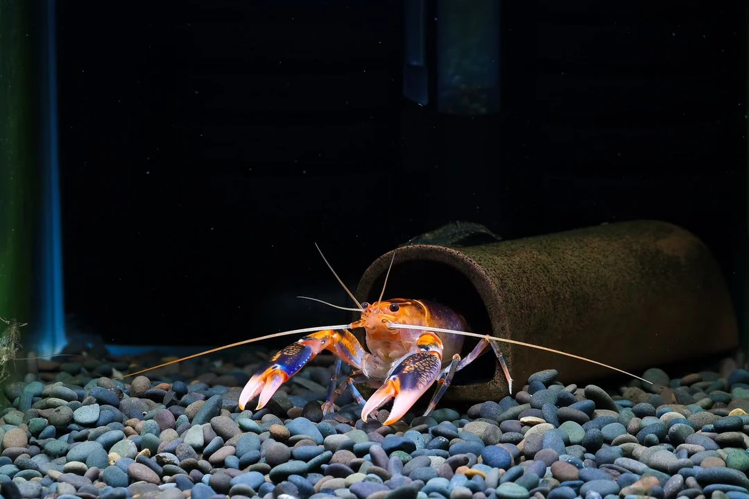 火山破坏者鳌虾紫罗兰火山破坏者鳌虾