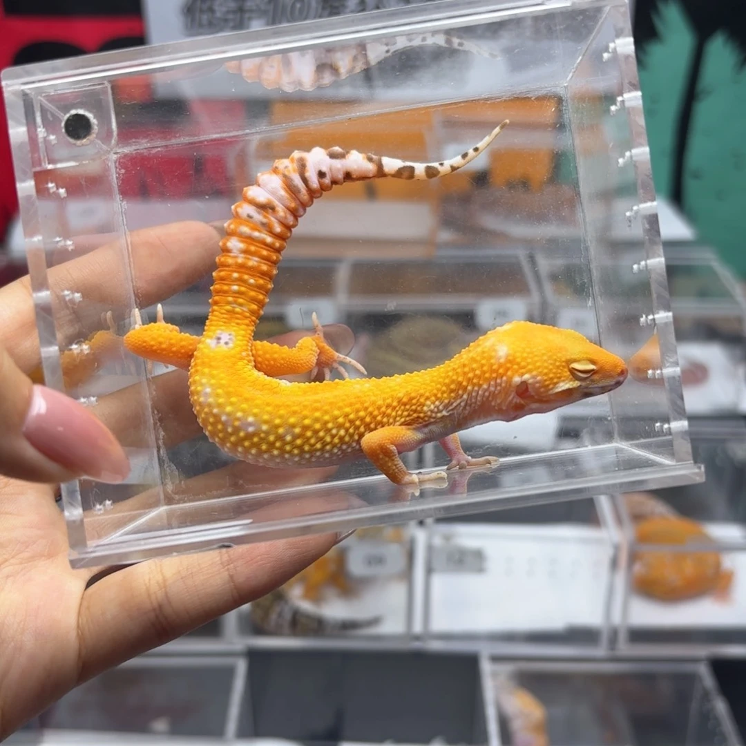 豹纹守宫贝尔蜜橘妹妹 8.6 N014