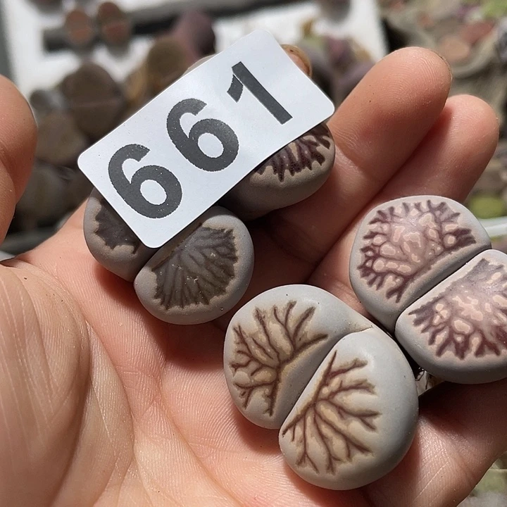 大部分花苞少量开放小**糖生石花4颗661