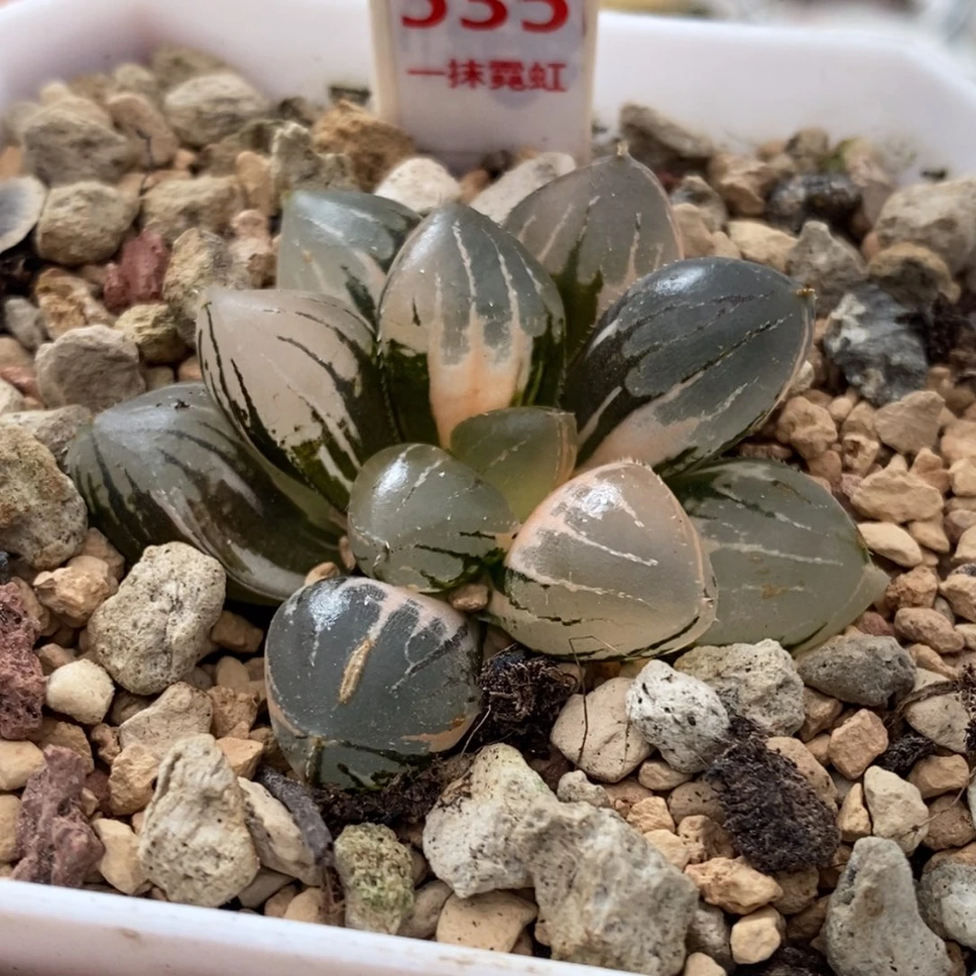 535号糯玉露锦多肉