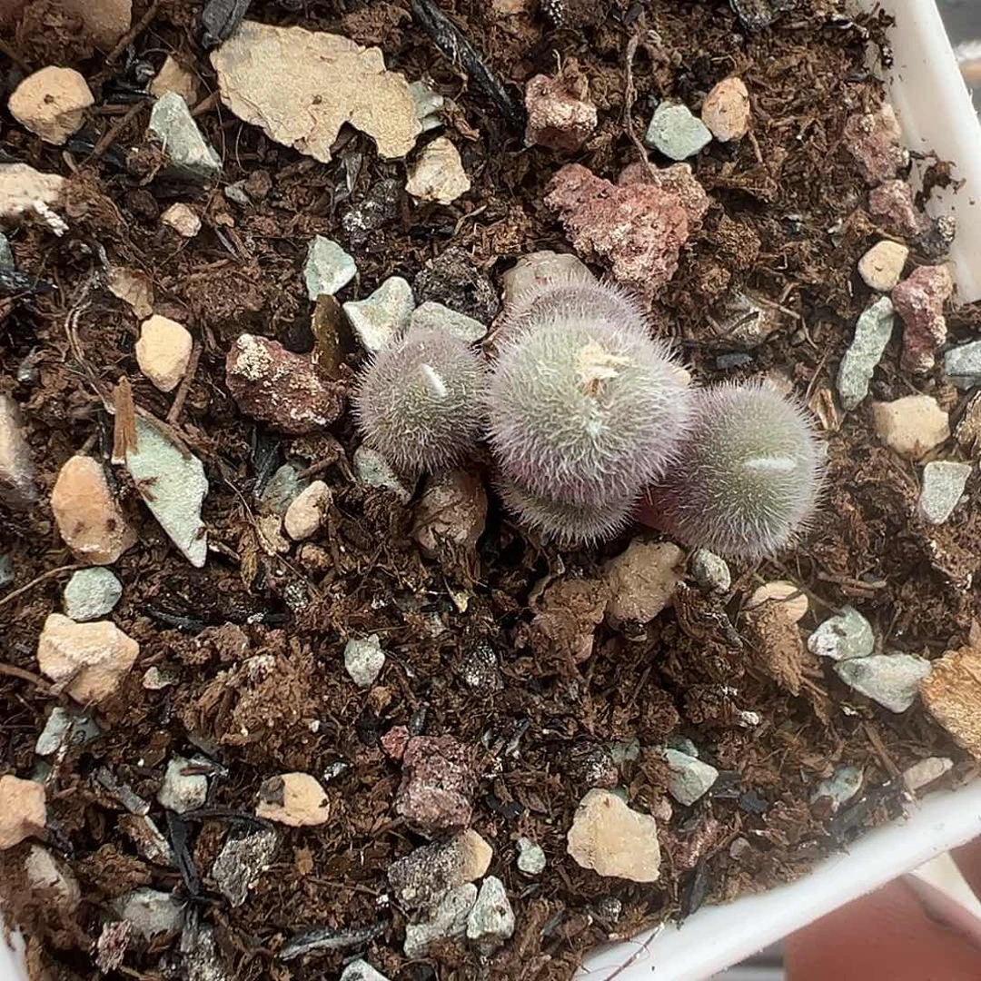 毛球5头 原15 多肉肉锥